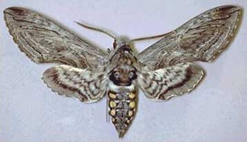 Φυτικά είδη «συμμαχούν» με τους εχθρούς των εχθρών τους