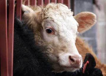 Σφάζουν αγελάδες για να εξιλεωθούν επειδή άργησαν να καταστρέψουν τα αγάλματα