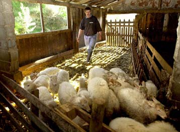 Περισσότερα από ένα εκατομμύριο ζώα θανατώνονται στη Βρετανία