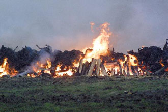 Καθαρή από τη νόσο των «τρελών αγελάδων» η Ελλάδα