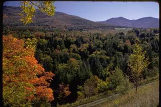 WWF: Απροστάτευτα τα δάση της Ευρώπης