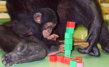 Η ανεύρεση τροφής το «κίνητρο» για την εμφάνιση της έγχρωμης όρασης στα πρωτεύοντα