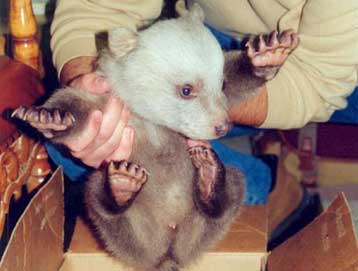 Τις φροντίδες του Αρκτούρου δέχεται τώρα το μικρό ζώο