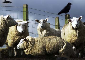 Ο FAO ζητά να ληφθούν αυστηρότερα μέτρα για την αντιμετώπιση της νόσου