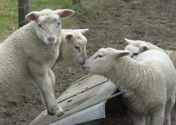 Εμπάργκο στο γαλλικό κρέας από την ΕΕ – «Όχι» στα ευρωπαϊκά ζωικά προϊόντα από ΗΠΑ