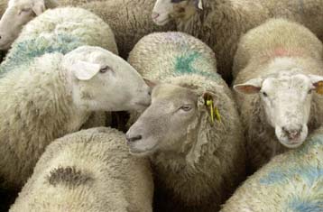 «Λεπρό της Ευρώπης» χαρακτηρίζει τη Βρετανία Ιρλανδός υπουργός