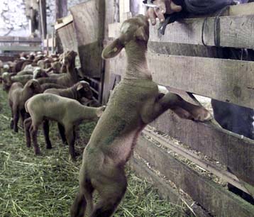 Υπό έλεγχο η κρίση, αυξάνονται τα κρούσματα, δηλώνει ο υπουργός Γεωργίας