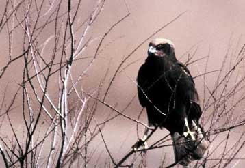 Έρευνα τον χαρακτηρίζει ζωντανό βιότοπο ανεκτίμητης αξίας