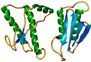 Μολυσματικές πρωτεΐνες προσβάλλουν και τον άνθρωπο αλλάζοντας σχήμα