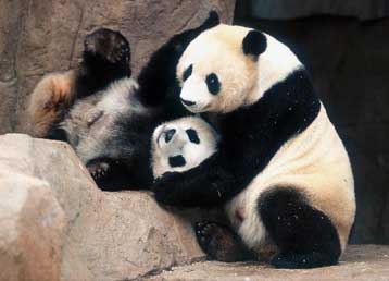 Γενετικό υλικό απειλούμενων ειδών παρακαταθήκη της βιοποικιλότητας