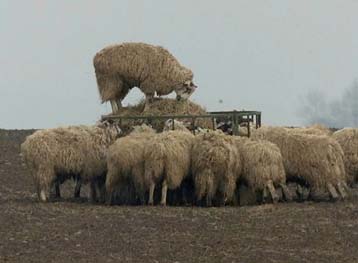Απαγόρευση όλων των υπαίθριων αγορών ζώων αποφασίζει η ΕΕ