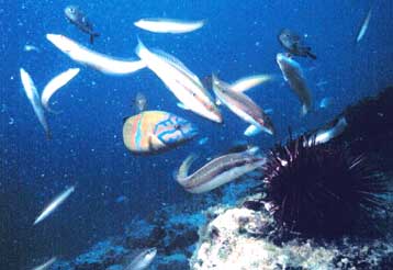 Η μαγεία των ελληνικών βυθών στο λιμάνι της Θεσσαλονίκης