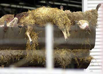 Μέτρα ανακούφισης των κτηνοτρόφων μελετά η βρετανική κυβέρνηση