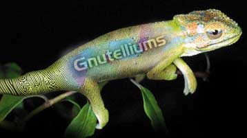 Ο «μανδραγόρας» παραπλανά τους χρήστες του δικτύου