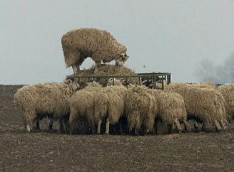 Ανήμπορη η ΕΕ να αντιμετωπίσει οικονομικά τον αφθώδη