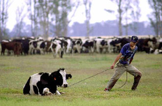 Aφθώδης πυρετός: Εμπάργκο στο γαλλικό κρέας από την ΕΕ – «Όχι» στα ευρωπαϊκά ζωικά προϊόντα από ΗΠΑ