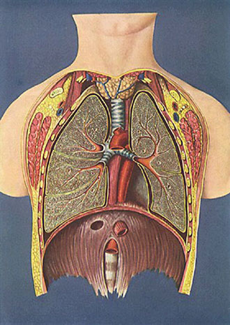 Διατήρηση πνευμόνων για μεταμόσχευση μετά το θάνατο