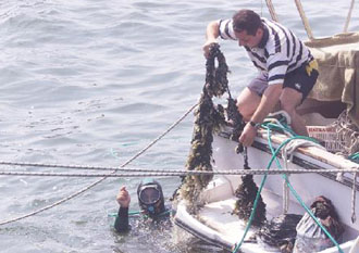 Ασφαλή τα οστρακοειδή του κόλπου της Θεσσαλονίκης