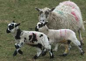 Συμβούλιο Γεωργίας: Ο αφθώδης στο επίκεντρο των «15»