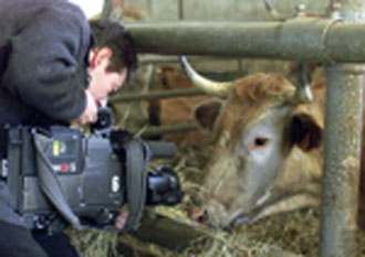 Σε ύφεση η σπογγώδης εγκεφαλοπάθεια στην ΕΕ