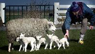 Εντείνονται οι έλεγχοι για τον αφθώδη στην Ελλάδα – Έναρξη εμβολιασμών στη Βρετανία