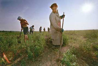 Συνθήκη για τα διαγονιδιακά φυτά: Νέοι κανονισμοί για την εμπορία γενετικά τροποποιημένων προϊόντων