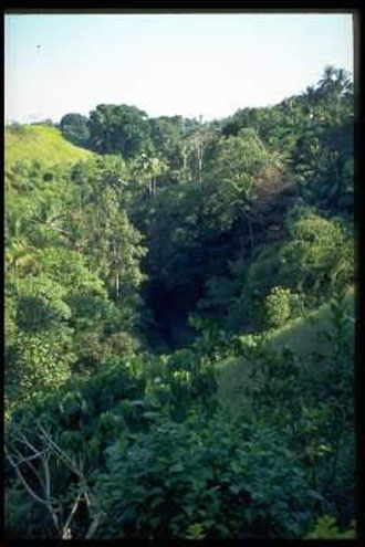 21 Μαρτίου: Παγκόσμια Ημέρα Δασοπονίας. Τα δάση γιορτάζουν;