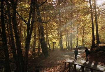 Ποσό 1,2 δισ. δραχμών θα διατεθεί για την αντιπυρική προστασία στην Αττική