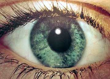 Γονιδιακή θεραπεία αποκαθιστά την όραση σε σκύλους