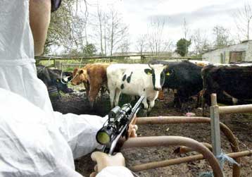 Κρέας από το βρετανικό στρατό οδήγησε στο ξέσπασμα του αφθώδους πυρετού