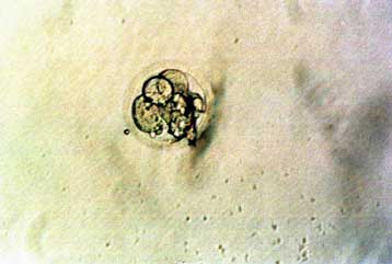 Νομοσχέδιο για την απαγόρευση του κλωνισμού κατατίθεται στο Κογκρέσο