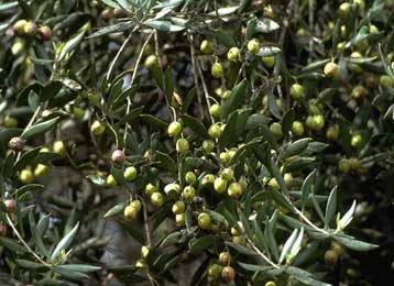 Έκθεση στο Μόντρεαλ για το ιερό δέντρο της ελιάς