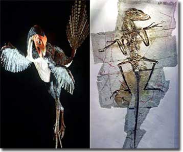 Νέα ανακάλυψη φωτίζει τη διαμάχη για την καταγωγή των πτηνών