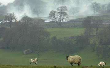 Πιθανά νέα κρούσματα αφθώδους πυρετού σε άνθρωπο