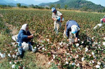 Ευνοϊκές διατάξεις για τους Έλληνες βαμβακοπαραγωγούς στον Κανονισμό της ΕΕ