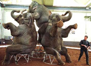 Οι θηλυκοί ελέφαντες διατηρούν την «κοινωνική μνήμη» που προστατεύει το κοπάδι