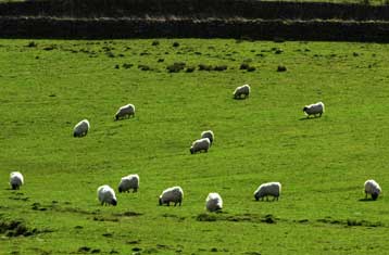 Παράταση της απαγόρευσης κρεατάλευρων εξετάζει η Κομισιόν