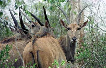 Η σπογγώδης εγκεφαλοπάθεια μεταφέρθηκε στη Βρετανία από αφρικανική αντιλόπη;
