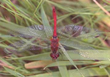 Ένα τρένο που «αγαπά τη φύση» ταξιδεύει στην Ελλάδα