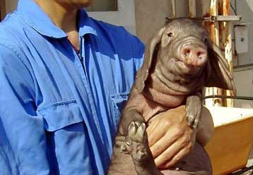 Οι πρώτοι γενετικά τροποποιημένοι κλώνοι χοίρων παρουσιάζονται στις ΗΠΑ