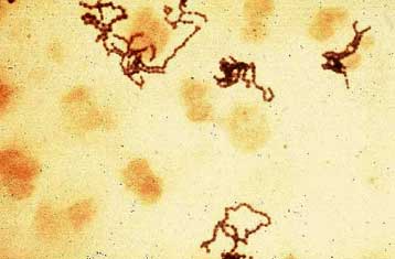 Δημοσιεύτηκε ο γενετικός χάρτης επικίνδυνου βακτηρίου