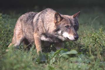 Στη Σουηδία καταφεύγει ο λύκος που… ξεγέλασε τους κυνηγούς της Νορβηγίας