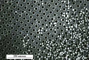 Ερευνητές καλλιεργούν κύτταρα ήπατος σε κυψέλες πυριτίου