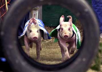 Πιθανή εμφάνιση της ασθένειας σε άνθρωπο εξετάζουν οι βρετανικές Αρχές