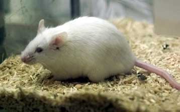 Καταπολέμηση της στυτικής δυσλειτουργίας με… γονιδιακή θεραπεία;