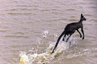 Αυστραλός βουλευτής συνιστά στους Ευρωπαίους: «Τρώτε κρέας καγκουρό»