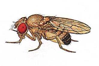 Οι ορμόνες της γήρανσης: Μετάλλαξη γονιδίου παρατείνει τη ζωή πειραματοζώων έως και κατά 85%