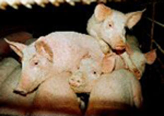 Εν ζωή τα πρώτα πέντε γενετικά μεταλλαγμένα γουρούνια