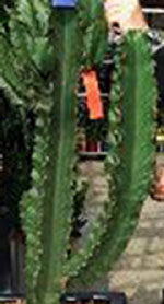 Αφρικανικός κάκτος προκαλεί ανορεξία