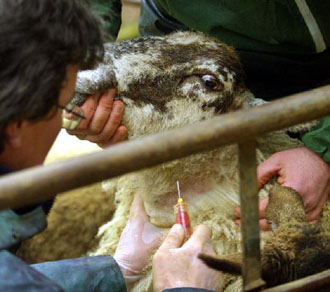 Καθησυχαστικός ο Μπιρν για τα «κρούσματα αφθώδους» στον άνθρωπο